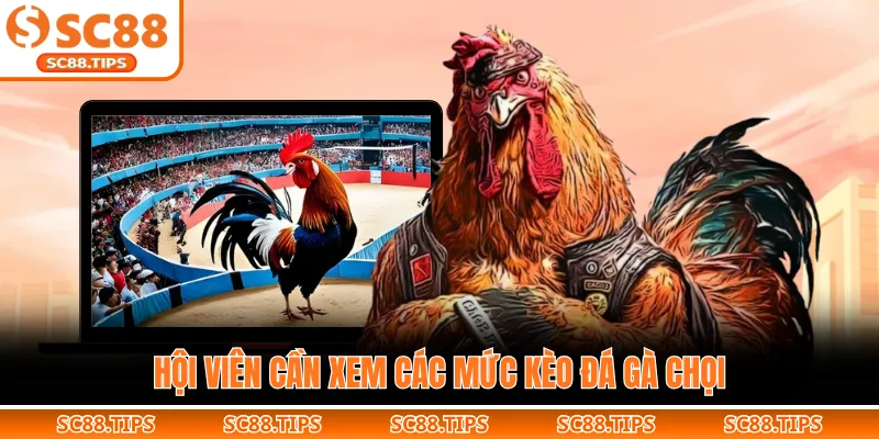 Hội viên cần xem các mức kèo đá gà chọi